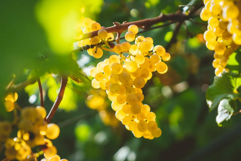 Bunch,Of,Grape,,Chardonnay,In,Trentino Viva Extra Brut : une bière apéritive primée